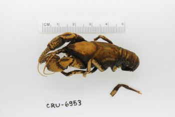 Media type: image;   Invertebrate Zoology CRU-6953 Description: Preserved specimen.;